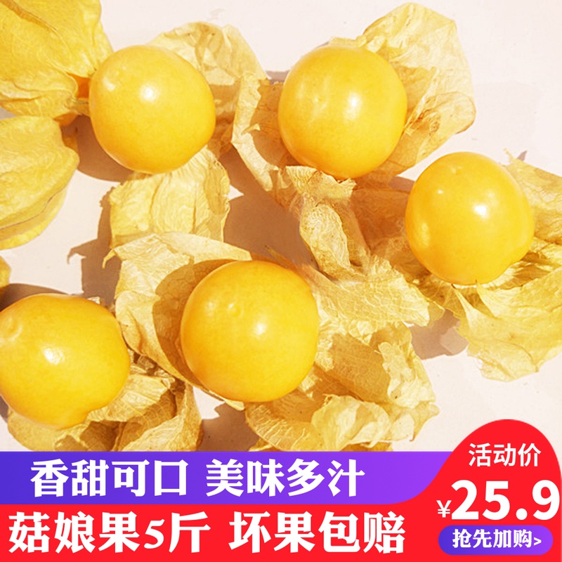 东北菇娘果灯笼果大黄菇娘洋姑娘菇茑特产姑娘果新鲜水果5斤包邮